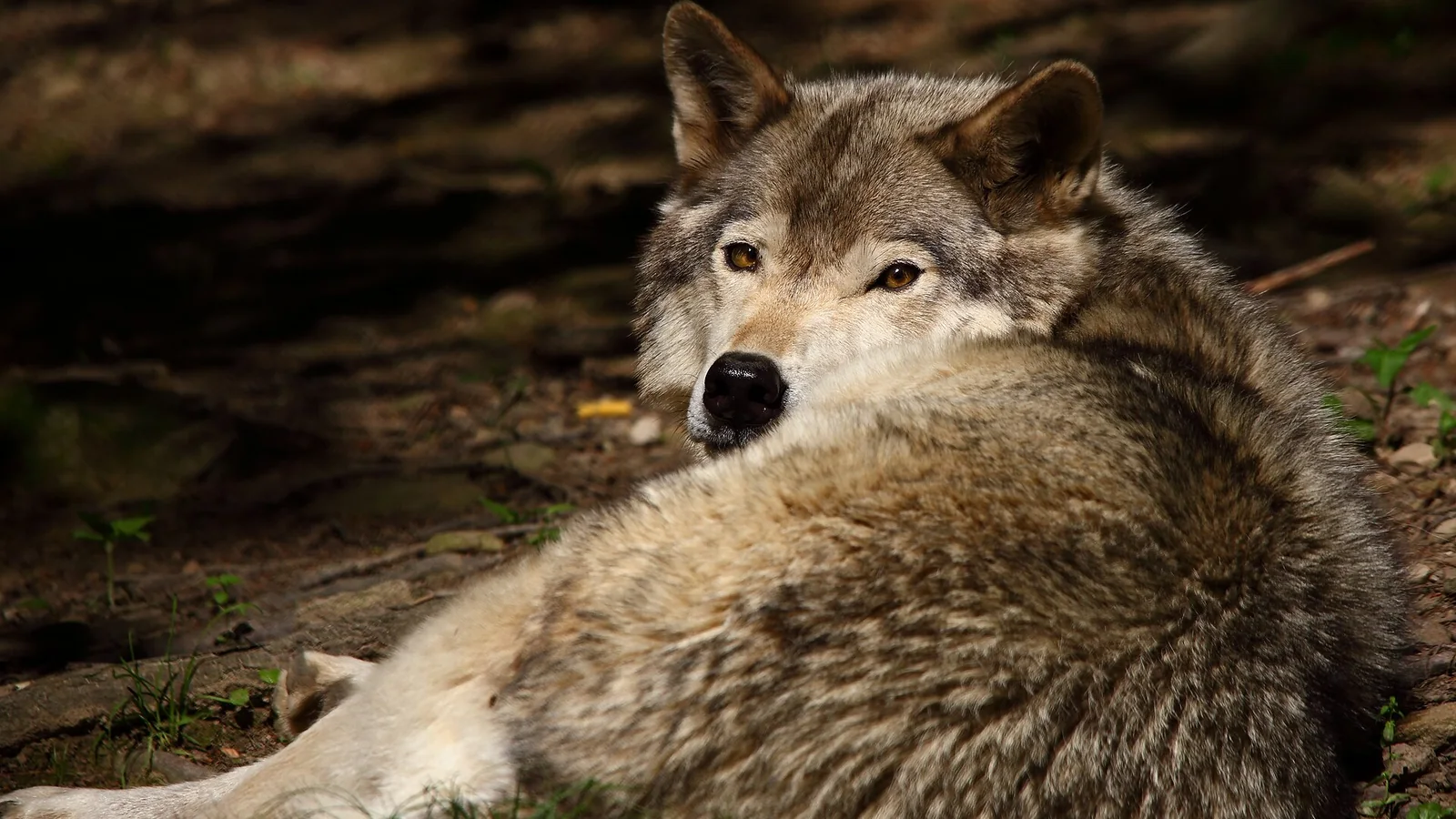 Wolf wildlife detection